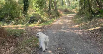 coline pet sitter à COUERON 44220_2