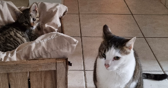 korkmaz pet sitter à STRASBOURG 67000_6
