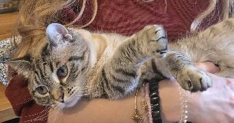 eléna pet sitter à CARBON BLANC 33560_3