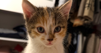 romane  pet sitter à ST BRIEUC 22000_2