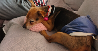 anna pet sitter à CARQUEIRANNE 83320_6