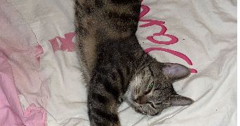 ensaf cat sitter à PARIS 20 75020_0