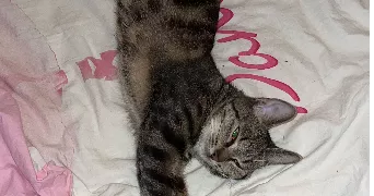 ensaf cat sitter à PARIS 20 75020