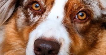 christine pet sitter à COULANGES 03470_3