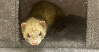 jérôme pet sitter à MONTREUIL 93100_5