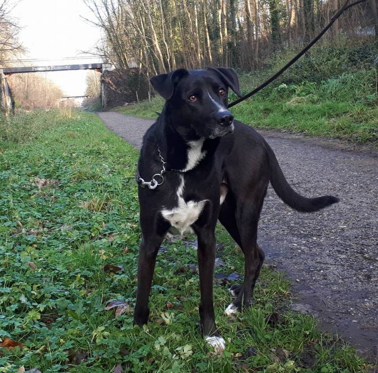 Elodie pet sitter à Pavillons-sous-Bois (Les) 93320_5