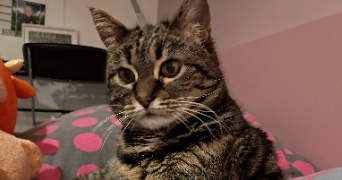cat'pattes cat sitter à HAYANGE 57700_2