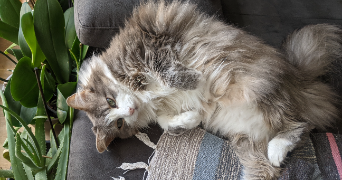 Melanie pet sitter à Saint-Egrève 38120_7