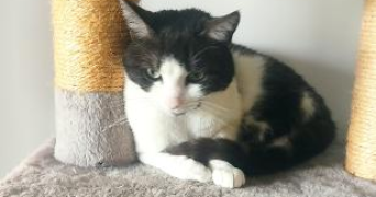gabrielle pet sitter à VILLAZ 74370_4