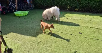 lydie pet sitter à LENS 62300