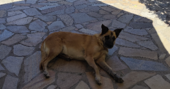 guylène pet sitter à AYSE 74130_17