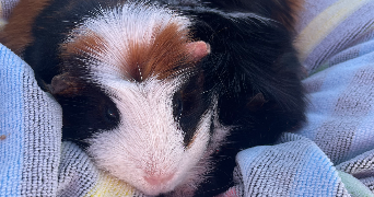 elsa pet sitter à VILLEPREUX 78450_6
