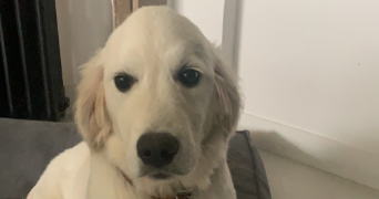 inès cat sitter à VALENCIENNES 59300_5