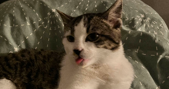 maya pet sitter à DIJON 21000_0