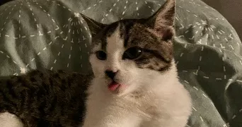 maya pet sitter à DIJON 21000