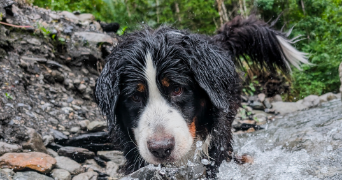 pierre pet sitter à VILLEJUST 91140_1