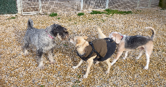 maud dog sitter à LABALME 01450_8