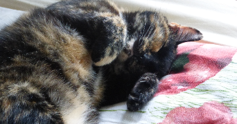 juliette pet sitter à PORNIC 44210_0