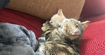 lora pet sitter à TOULOUSE 31200_4