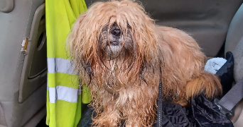 cécile pet sitter à BEAUVAIS 60000_1