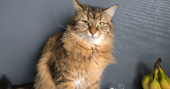 natacha pet sitter à ACHERES 78260_1
