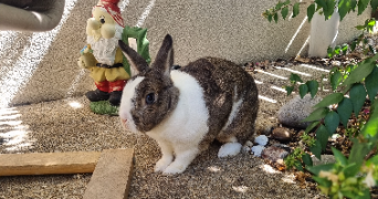 magalie pet sitter à CHOLET 49300_1