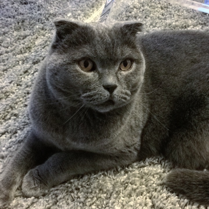 Èvann pet sitter à Paris 75006_3