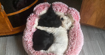 stephan pet sitter à DOMPIERRE SUR MER 17139_7