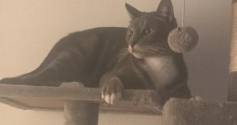 marine pet sitter à bures sur yvette 91440_4