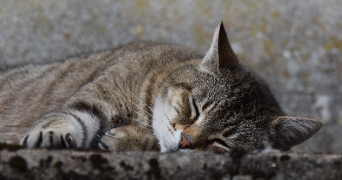 isabelle pet sitter à ST SAUVIER 03370_3