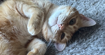 juliette pet sitter à ANGERS 49000_1