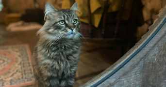 mathieu cat sitter à PONTOISE 95300_8