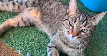 dorine pet sitter à TROUILLAS 66300_3