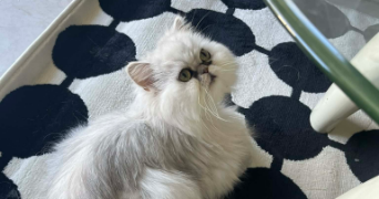 juliette pet sitter à PAU 64000_1