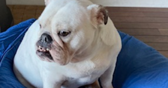 magali pet sitter à CHAUVIGNE 35490_1