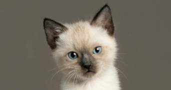 ryma pet sitter à CORBEIL ESSONNES 91100_0