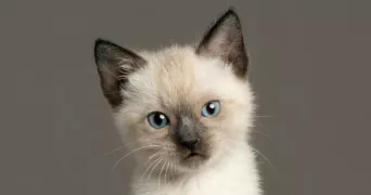 ryma pet sitter à CORBEIL ESSONNES 91100