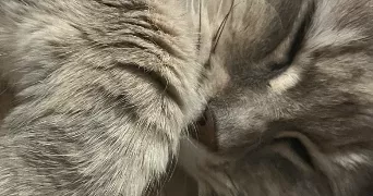 lâna pet sitter à REMALARD EN PERCHE 61110