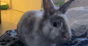 carla pet sitter à SEILH 31840_2