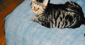 nadine pet sitter à Arcueil 94110_7