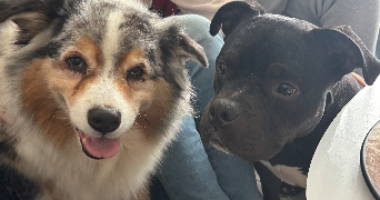 audrey pet sitter à DRAVEIL 91210_3