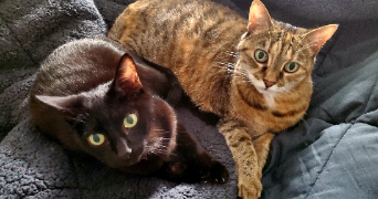 nathalie pet sitter à MONTREUIL 93100_0