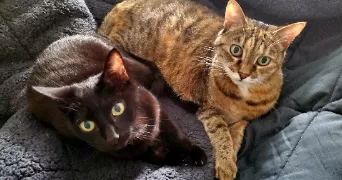 nathalie pet sitter à MONTREUIL 93100