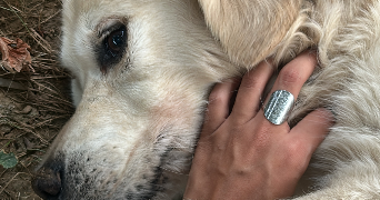 angeline pet sitter à CARCASSONNE 11000_5