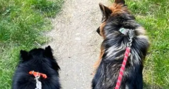 marie pet sitter à MARSEILLE 01 13001_3