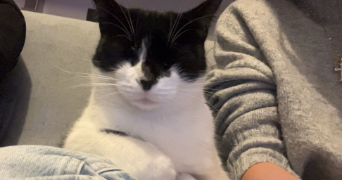 alison pet sitter à ST CYR 07430_5
