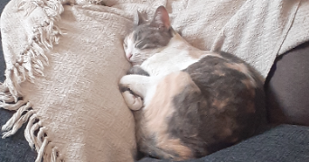 célia cat sitter à NANTES 44000_6