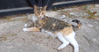 oceane pet sitter à MUS 30121_5