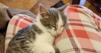 elizabeth pet sitter à CAEN 14000_3