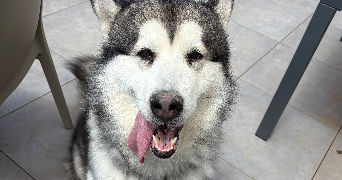 mégane pet sitter à BANDOL 83150_4